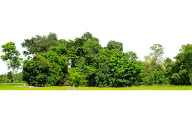 Yüksek çözünürlüklü ağaç hattının görüntüsü beyaz arkaplanda izole edilmiş