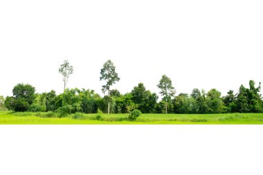 Yüksek çözünürlüklü ağaç hattının görüntüsü beyaz arkaplanda izole edilmiş