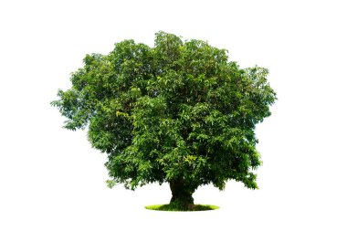 Beyaz arka planda izole ağaçlar, tasarımda, reklamcılıkta ve mimaride kullanılan tropikal ağaçlar.