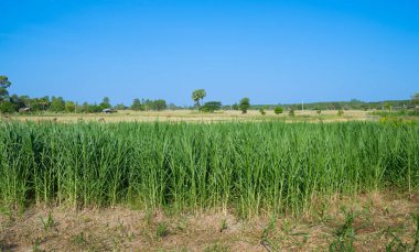 Foder otlağı ekimi inekler için yetiştirilen bitkiler hayvan yemi zengin ve besleyicidir.. 
