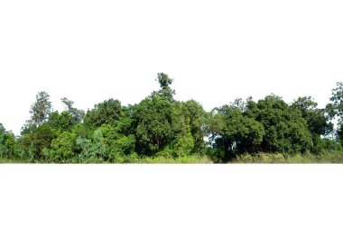 Yüksek çözünürlüklü ağaç hattının görüntüsü beyaz arkaplanda izole edilmiş