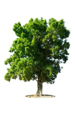 Kurgu için ham madde olarak kullanılacak izole edilmiş ağacı kes. İzole edilmiş yeşil yapraklı badem ağacı beyaz zemin üzerinde kırpma yolu ile.