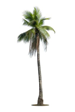  Denizde esen hindistan cevizi ağaçları beyaz arka planda izole edilmiş, yazları kumsal hindistan cevizi ağacı., 