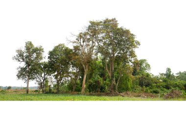 Baharda ağaçların oluşturduğu grup, beyaz arkaplanda izole..