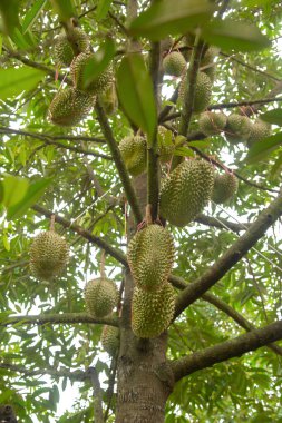 Beyaz arka plan ormanlarında izole edilmiş yeşil ağaçlar ve kesim yolu ile hem iz hem de ağ için yaz yaprakları.