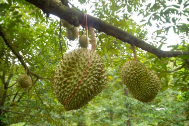 Beyaz arka plan ormanlarında izole edilmiş yeşil ağaçlar ve kesim yolu ile hem iz hem de ağ için yaz yaprakları.