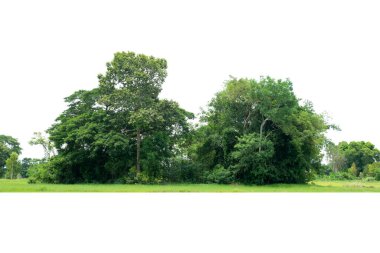 Beyaz arka plan ormanlarında izole edilmiş yeşil ağaçlar ve kesim yolu ile hem iz hem de ağ için yaz yaprakları.