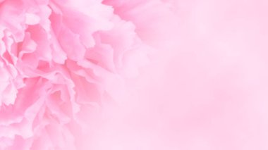 Pembe karanfilli davetiye kartı. Düğün kartı şablonu. Çiçek arka plan. Çiçeklerle şıklık deseni