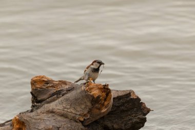 Yüzen bir ağacın üzerinde duran bir serçeye yaklaş