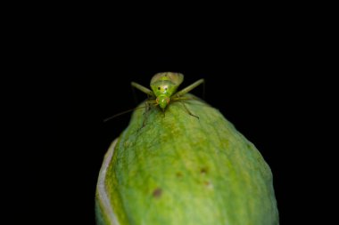 Yeşil pis kokulu bir böceğe yaklaş