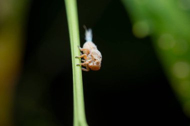 Bir Bitki Zıpzıp perisinin makro çekimi