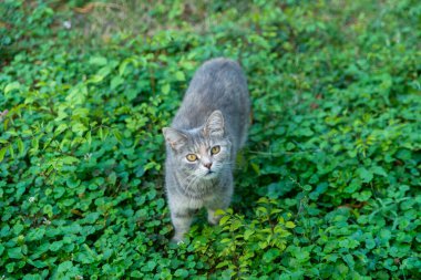 Evcil kedi arka bahçede pusuda bekliyor.