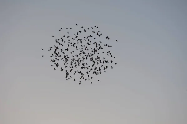 Flock Starlings Flying Blue Sky Flock Birds Flying — Stock Photo, Image