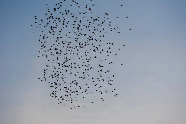 stock image Flock of starlings flying in a blue sky. flock of birds flying