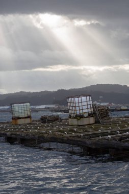 Galiçya, Ria de Arousa 'da midye yetiştirme botu.