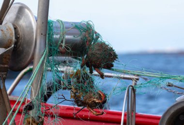Galiçya, Arousa 'da bir örümcek yengeci balıkçısının ağına yakalanmış yengeçler.