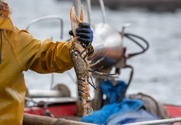 stock image A sailor shows a lobster he has just caught in the Arousa estuary, Galicia