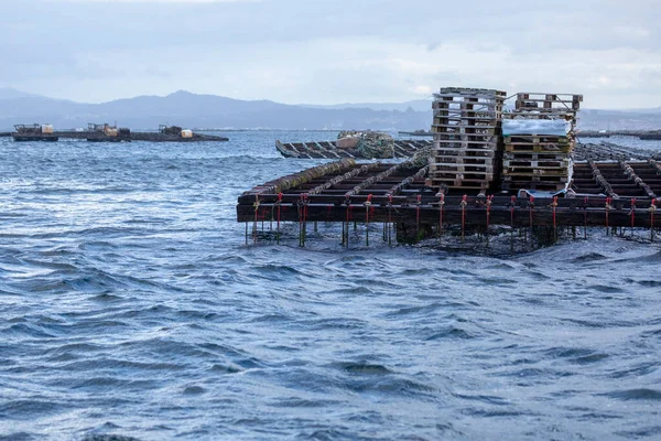 Galiçya 'daki Arousa haliçlerinde çoklu sallarda midye yetiştirme salları.