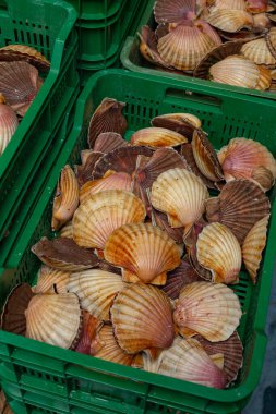 Deniz tarağı dolu kutular ve kabuklu deniz ürünleri arıtma tesisinden geçtikten sonra satışa hazır.