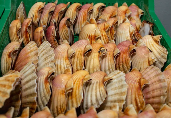 Dozen Met Schone Sint Jakobsschelpen Klaar Voor Verkoop Het Doorlopen — Stockfoto
