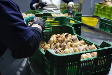 Galiçya 'daki bir kabuklu deniz ürünleri arıtma tesisinde midye temizleme ve temizleme.