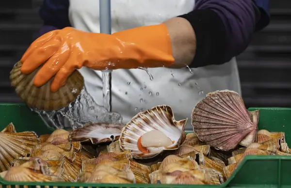 Cleaning and gutting of scallops in a shellfish treatment plant in Galicia