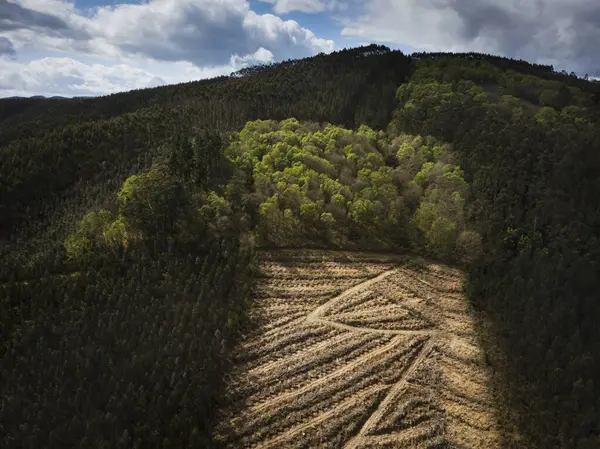 A Pontenova, Lugo, Galiçya 'nın dağlarındaki okaliptüs tarlası.