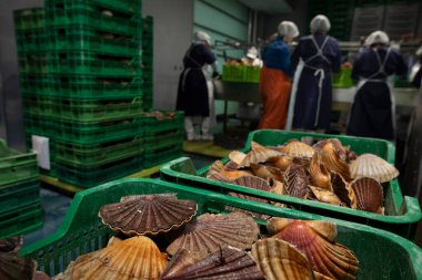 Galiçya 'daki bir kabuklu deniz ürünleri arıtma tesisinde midye temizleme ve temizleme.