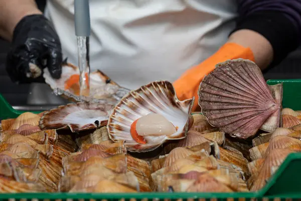 Cleaning and gutting of scallops in a shellfish treatment plant in Galicia