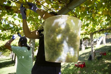 Rias Baixas Albarino üzümlerini hasat eden üzüm bağlarında üzüm hasatçıları.