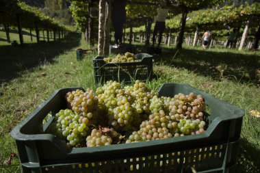 Rias Baixas Albario üzümlerini hasat eden üzüm bağlarında üzüm hasatçıları.