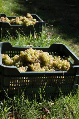 Albario şarap üzümleriyle dolu bir kutu. Albarino şarap hasadı. Rias Baixas