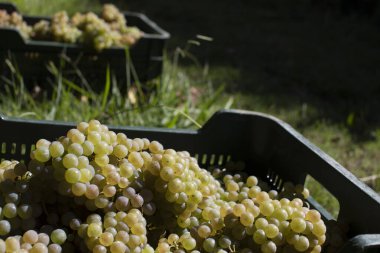 Albarino şarap üzümlü kutu. Albario şarap hasadı. Rias Baixas