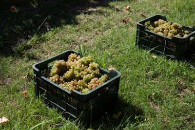 Albarino şarap üzümlü kutu. Albario şarap hasadı. Rias Baixas