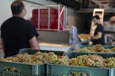Albario şarap üzümleriyle dolu bir kutu. Albarino şarap hasadı. Rias Baixas