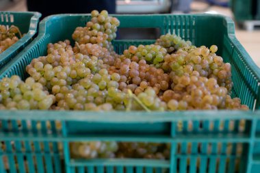 Albario şarap üzümleriyle dolu bir kutu. Albarino şarap hasadı. Rias Baixas