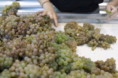 Rias Baixas şaraphanesinde hasat, Albarino üzümleri seçimi