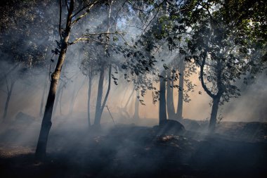 Galiçya 'daki bir orman yangınından çıkan duman