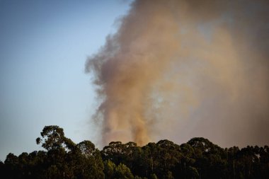 Galiçya 'da bir orman yangınından çıkan duman ve sütun.