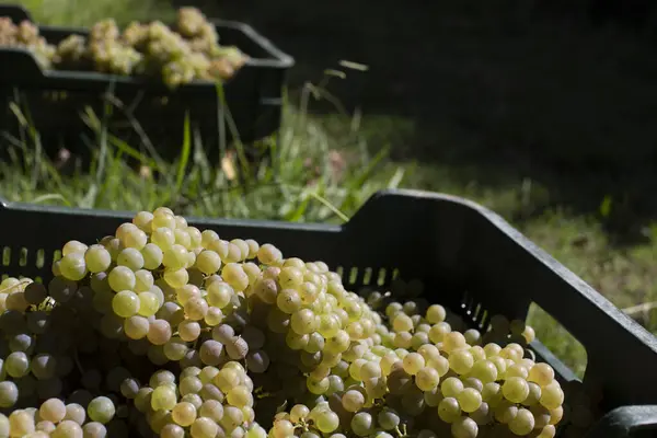 Albarino şarap üzümlü kutu. Albario şarap hasadı. Rias Baixas