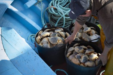 Balıkçılar Kambados, Galiçya, bivalf, deniz ürünleri limanına deniz tarağı boşaltır.