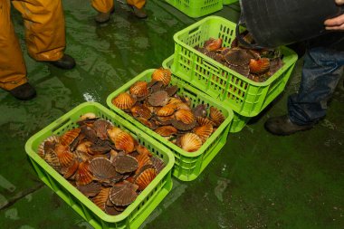 Balıkçılar Kambados, Galiçya, bivalf, deniz ürünleri limanına deniz tarağı boşaltır.