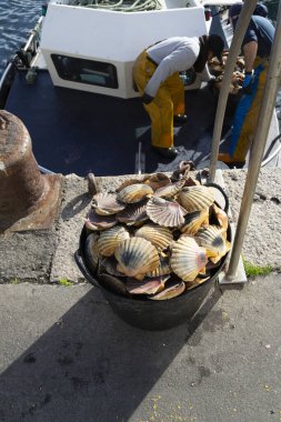 Balıkçılar Kambados, Galiçya, bivalf, deniz ürünleri limanına deniz tarağı boşaltır.