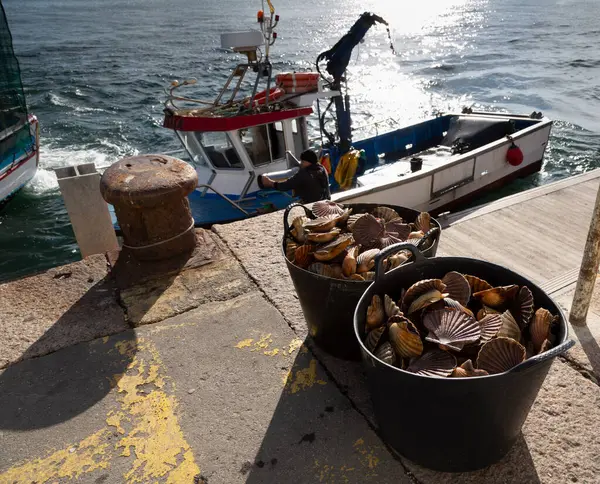 Balıkçılar Kambados, Galiçya, bivalf, deniz ürünleri limanına deniz tarağı boşaltır.