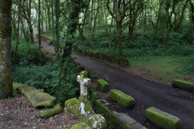 Camino de Santiago, San Alberte, Guitiriz 'de. Orman ve haçlı çeşme. Kuzey yolu, geleneksel yol