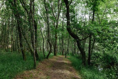 Guitiriz 'den geçen Parga Nehri. Riverside Ormanı. Atlantik Ormanı Galiçya 'daki orman. Yol, yaya yolu.