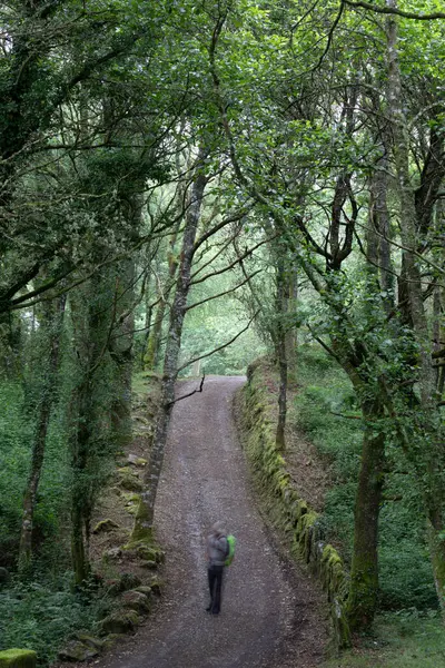 Camino de Santiago, San Alberte, Guitiriz, orman. Kuzey yolu, geleneksel yol