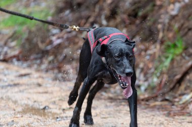 Siyah bir köpek ormanda mantar yarışında koşar.