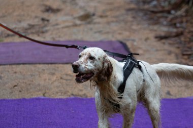 A setter dog in harness running in a mushing race clipart