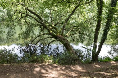 O Xirimbao, Galiçya yakınlarındaki Ulla Nehri 'ndeki Riparian ormanı.